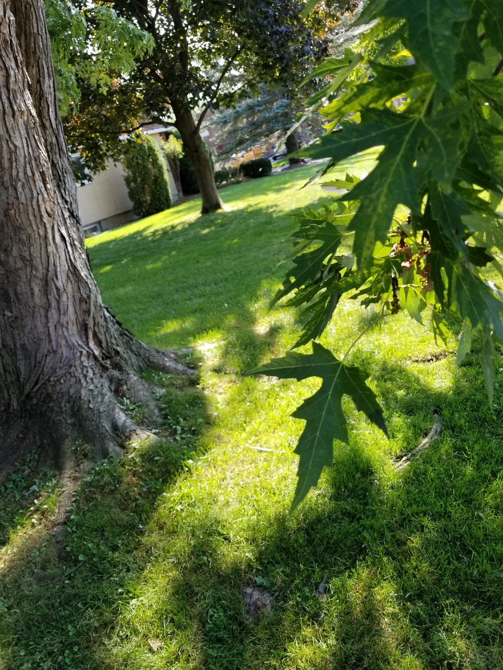 Parc Jonathan-Wilson | Llle-Bizard-Sainte-Genevieve, Montreal, QC H9C, Canada