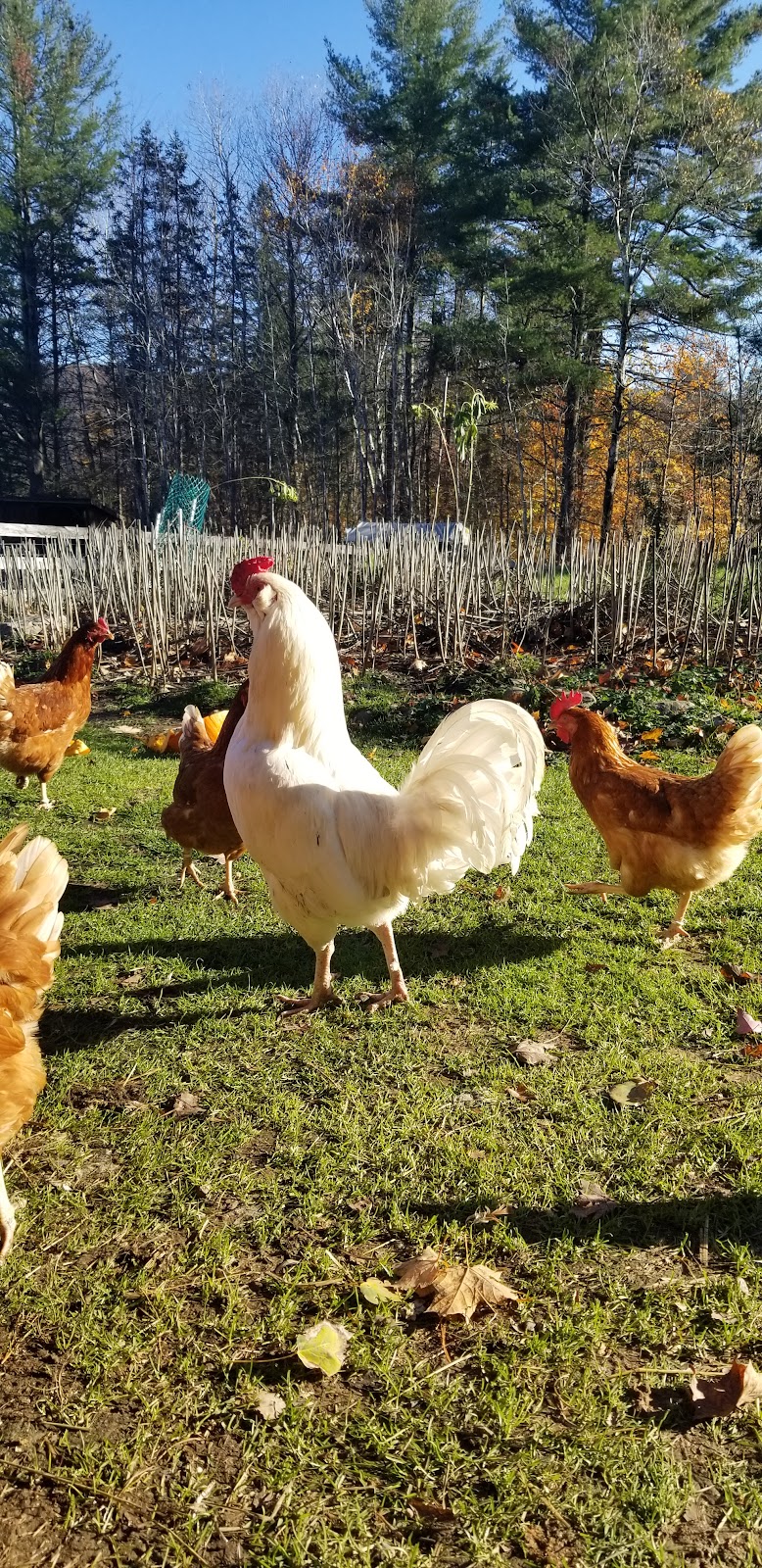 INFINITY FARM www.InfinityFarm.ca | 310 Chem. Kerr, Luskville, QC J0X 2G0, Canada | Phone: (873) 353-7580