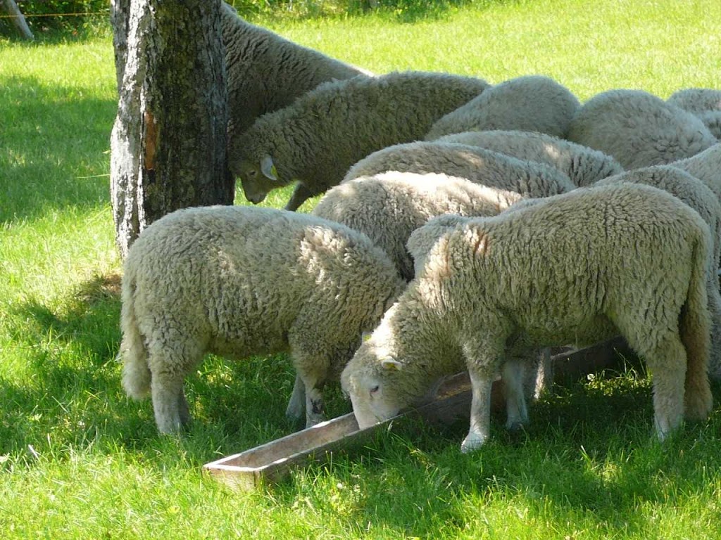 Ferme Croque-Saisons | 111 QC-108, Lingwick, QC J0B 2Z0, Canada | Phone: (819) 640-5254