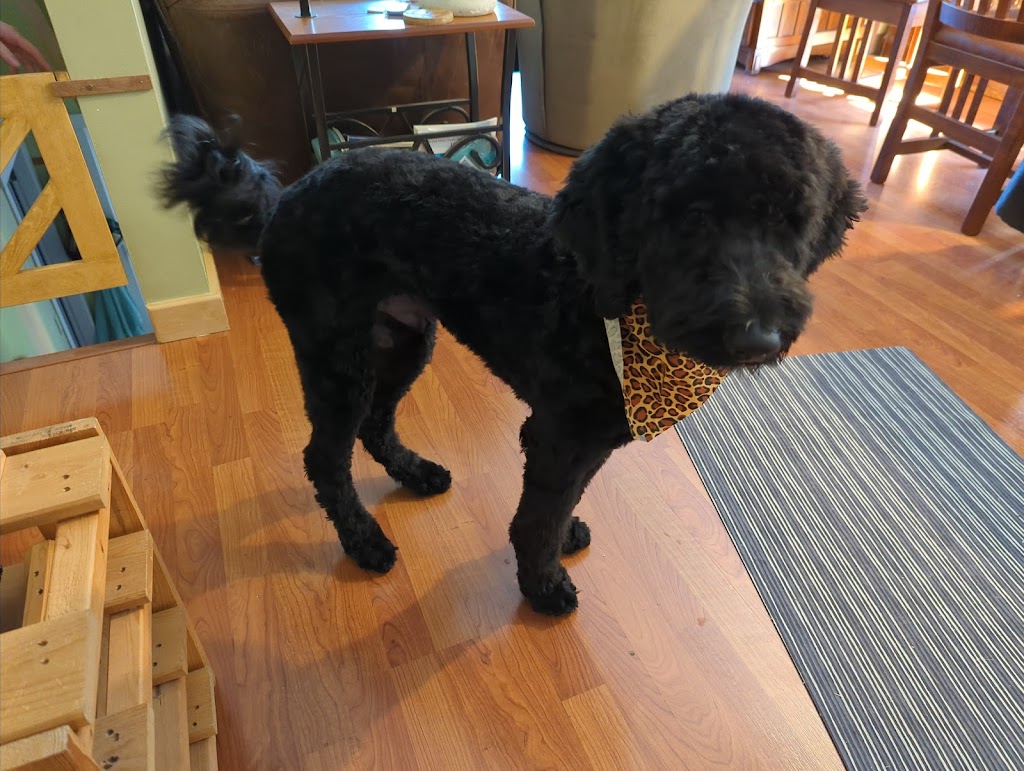 Doggie Care Services | 7059 Victoria Dr, Vancouver, BC V5P 3Y9, Canada | Phone: (236) 889-1026