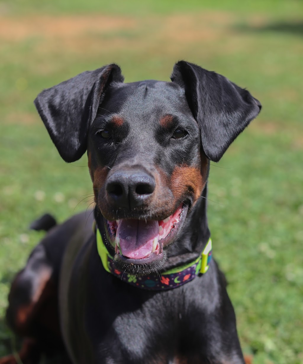 Ideal Canine | 33717 6 Ave, Mission, BC V2V 2A5, Canada | Phone: (778) 347-1884