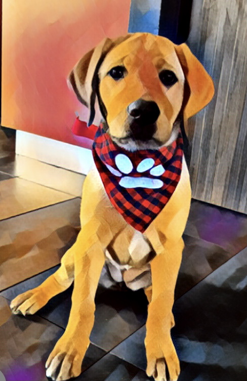 LUVLAB ❤️ LABRADORS | 520 Rang S, Saint-Thomas, QC J0K 3L0, Canada | Phone: (450) 757-2727