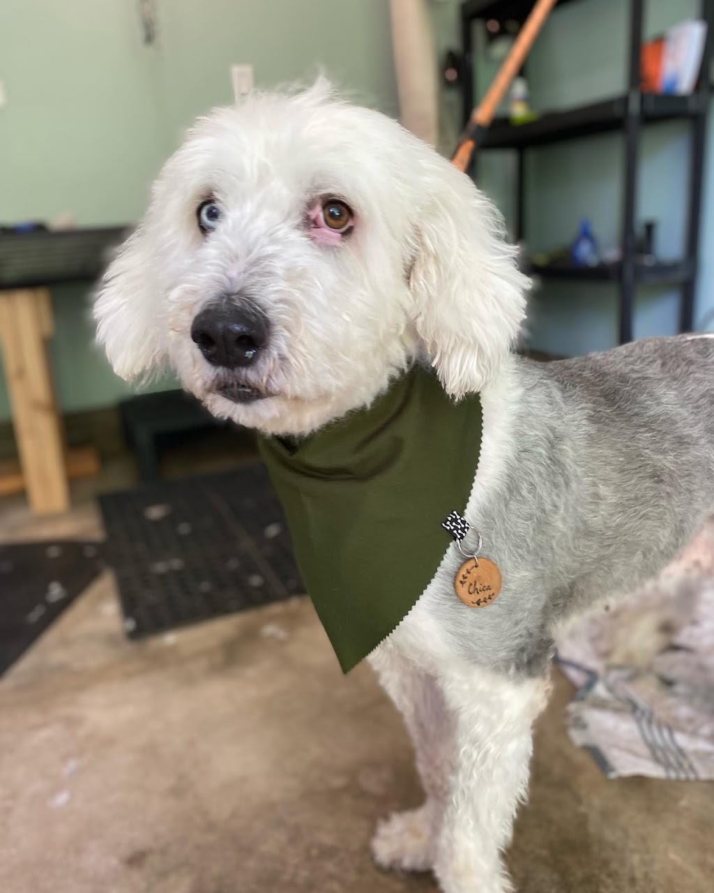 Cedar Dog Grooming | 13576 Adshead Rd, Ladysmith, BC V9G 1H6, Canada | Phone: (604) 698-9572