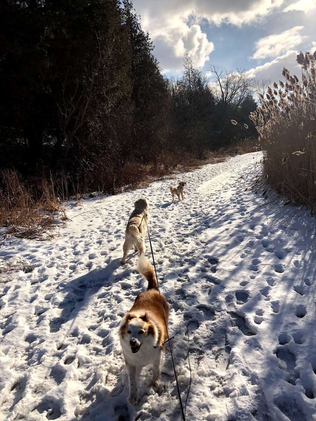Sweet Paws Petcare | Tallships Dr, Whitby, ON L1N 9X7, Canada | Phone: (416) 450-1915