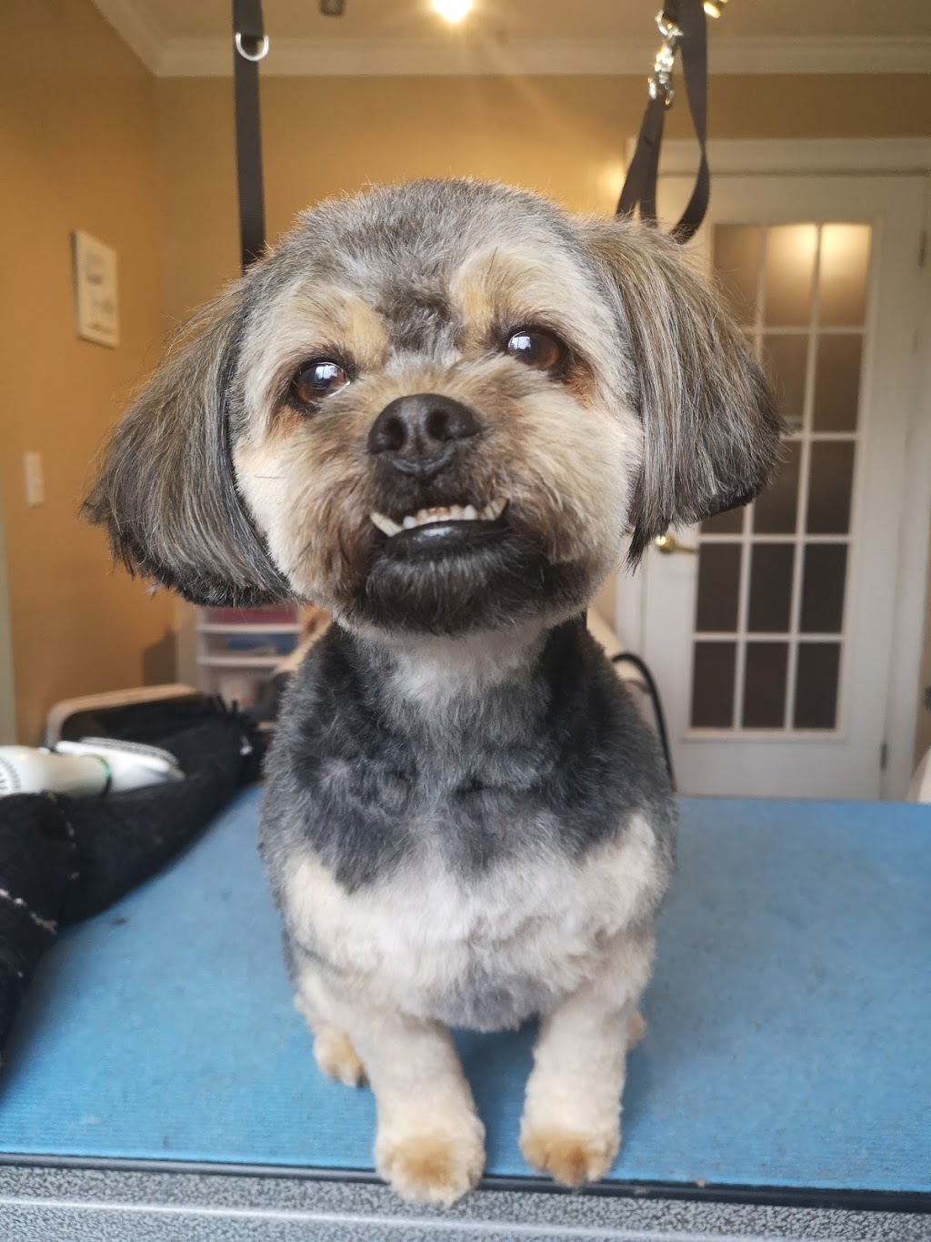 Sackville Muddy Paws Grooming Studio | 366 Main St, Sackville, NB E4L 3H6, Canada | Phone: (506) 224-0045