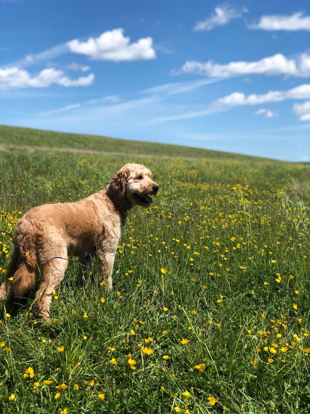 Green Acres Kennel | 2093 NS-245, Antigonish, NS B2G 2L1, Canada | Phone: (902) 867-0361