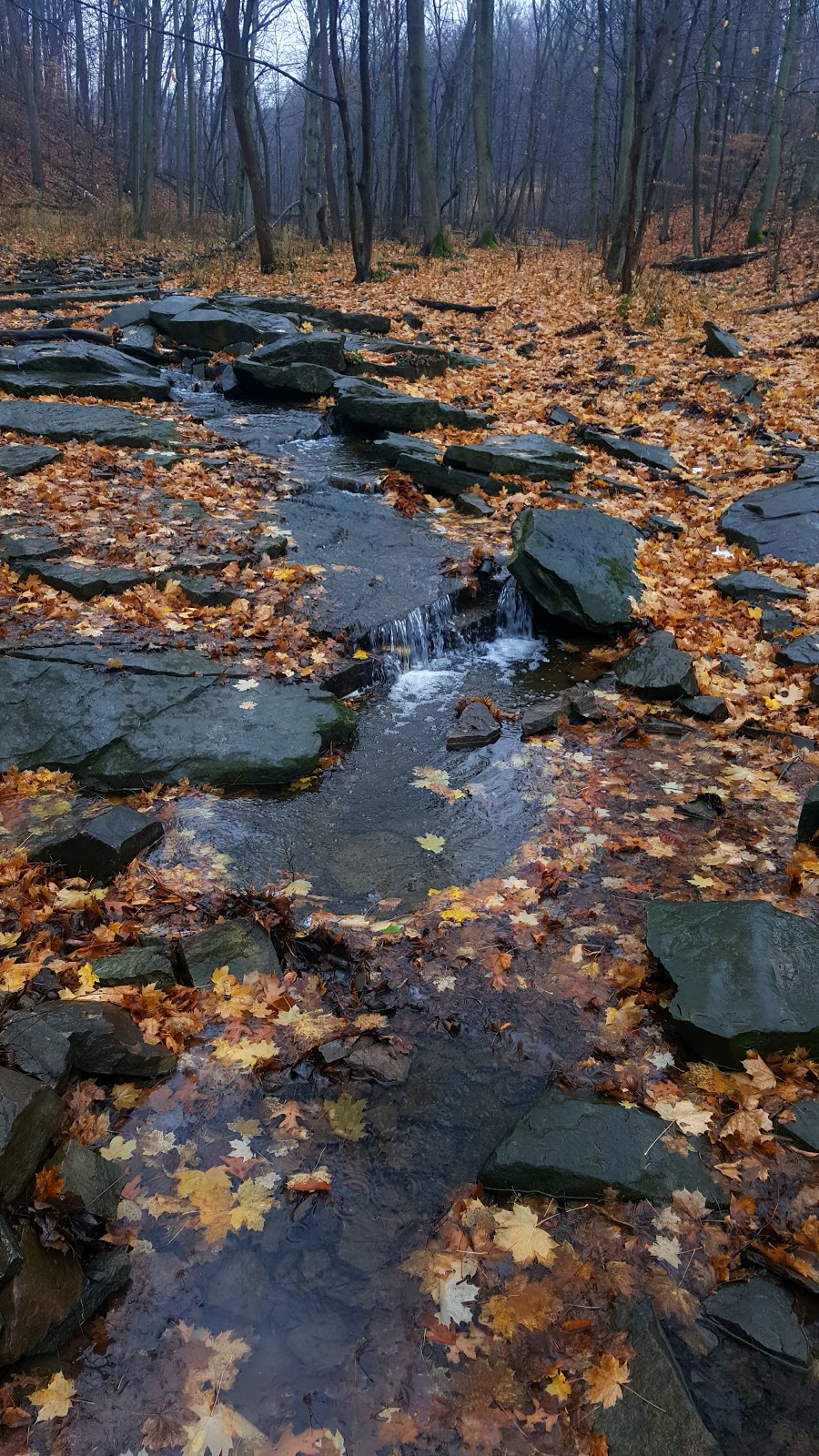 Rolin T Grant Gulf Wilderness Park | 445 Glenwood Ave, Lockport, NY 14094, USA