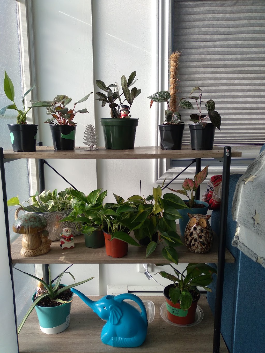 Tropical North Plants | 180 Cundles Rd W, Barrie, ON L4N 5N2, Canada | Phone: (705) 710-4212