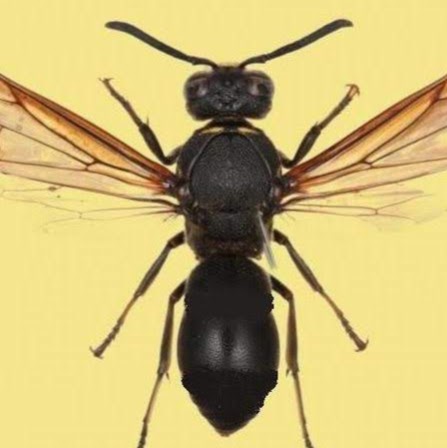 Ants Control | 106 Richwood Cres, Brampton, ON L6X 4K7, Canada | Phone: (647) 567-7378
