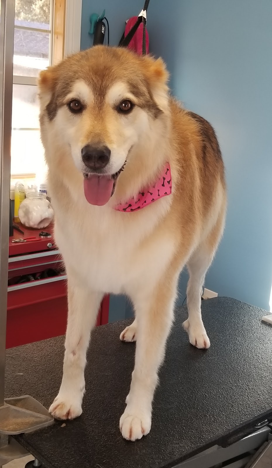 Grooming by Kerri | 63308, Range Rd 271, Jarvie, AB T0B 4B0, Canada | Phone: (780) 224-7064