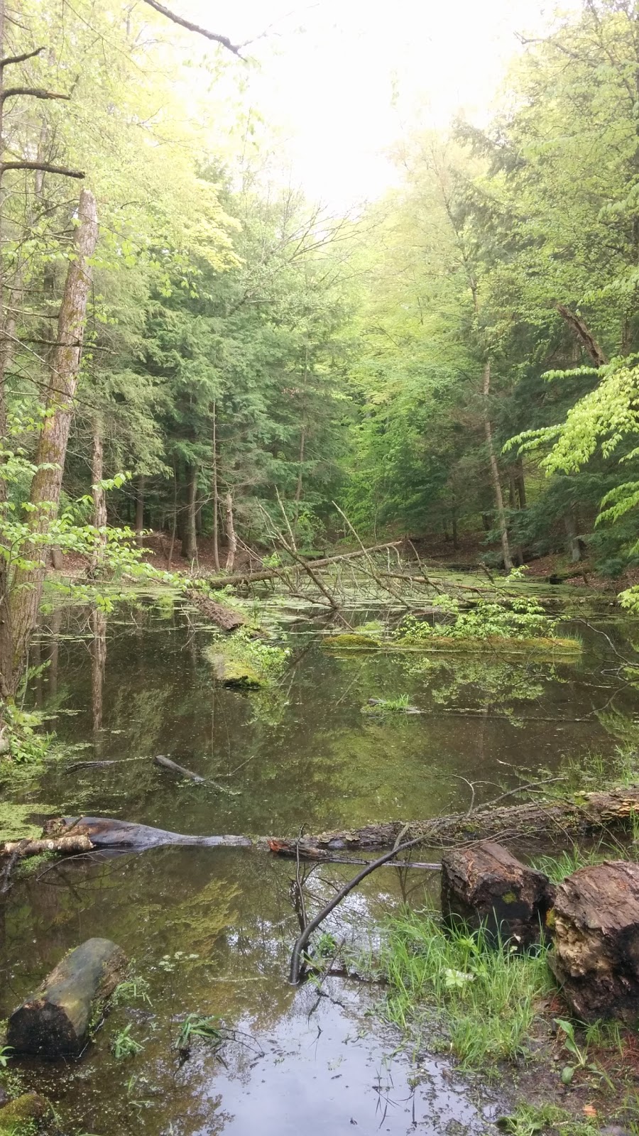 Hall Tract | 15681 McCowan Rd, Newmarket, ON L3Y 4W1, Canada