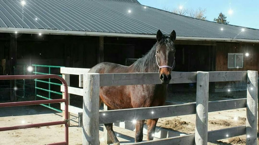 Big Heart Equine | 923 2nd Line, Hagersville, ON N0A 1H0, Canada | Phone: (365) 323-4156