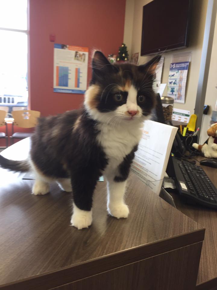 PetFocus Veterinary Hospital | 15 Peakview Way, Halifax, NS B3M 0G2, Canada | Phone: (902) 445-8387