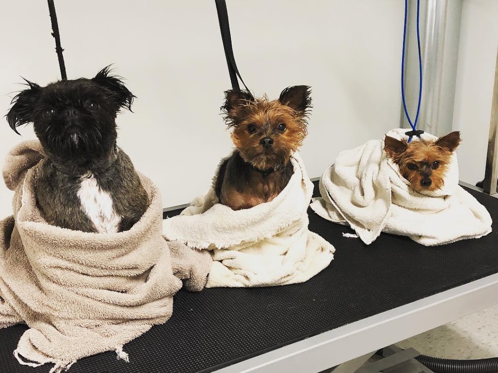 Salon de Toilettage Cinq Etoiles | Rue Foucreault, Saint-Philippe, QC J0L 2K0, Canada | Phone: (450) 659-4978