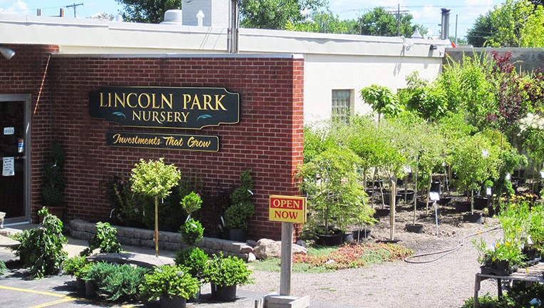 Lincoln Park Nursery | 5705 Shawnee Rd, Sanborn, NY 14132, USA | Phone: (716) 692-6100