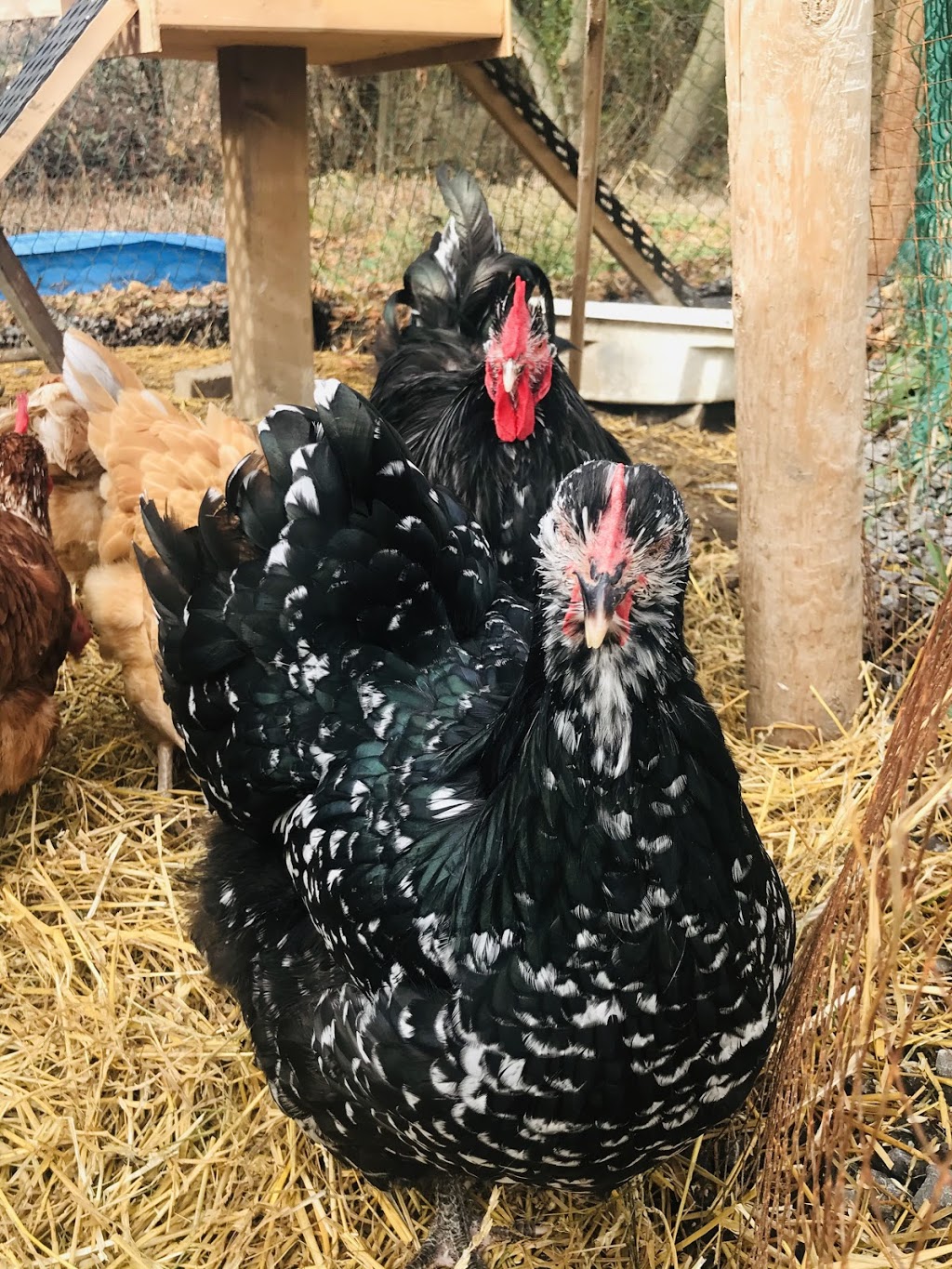 Philburn Farm | 371 Philburn Rd, Belleville, ON K8N 4Z5, Canada | Phone: (613) 827-0708