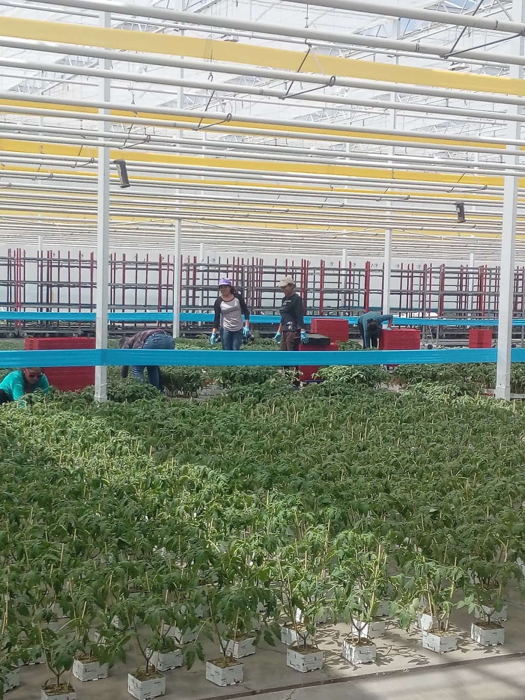 Roelands Plant Farms Inc | 5894 Douglas Line, Lambton Shores, ON N0N 1J5, Canada | Phone: (519) 786-6001