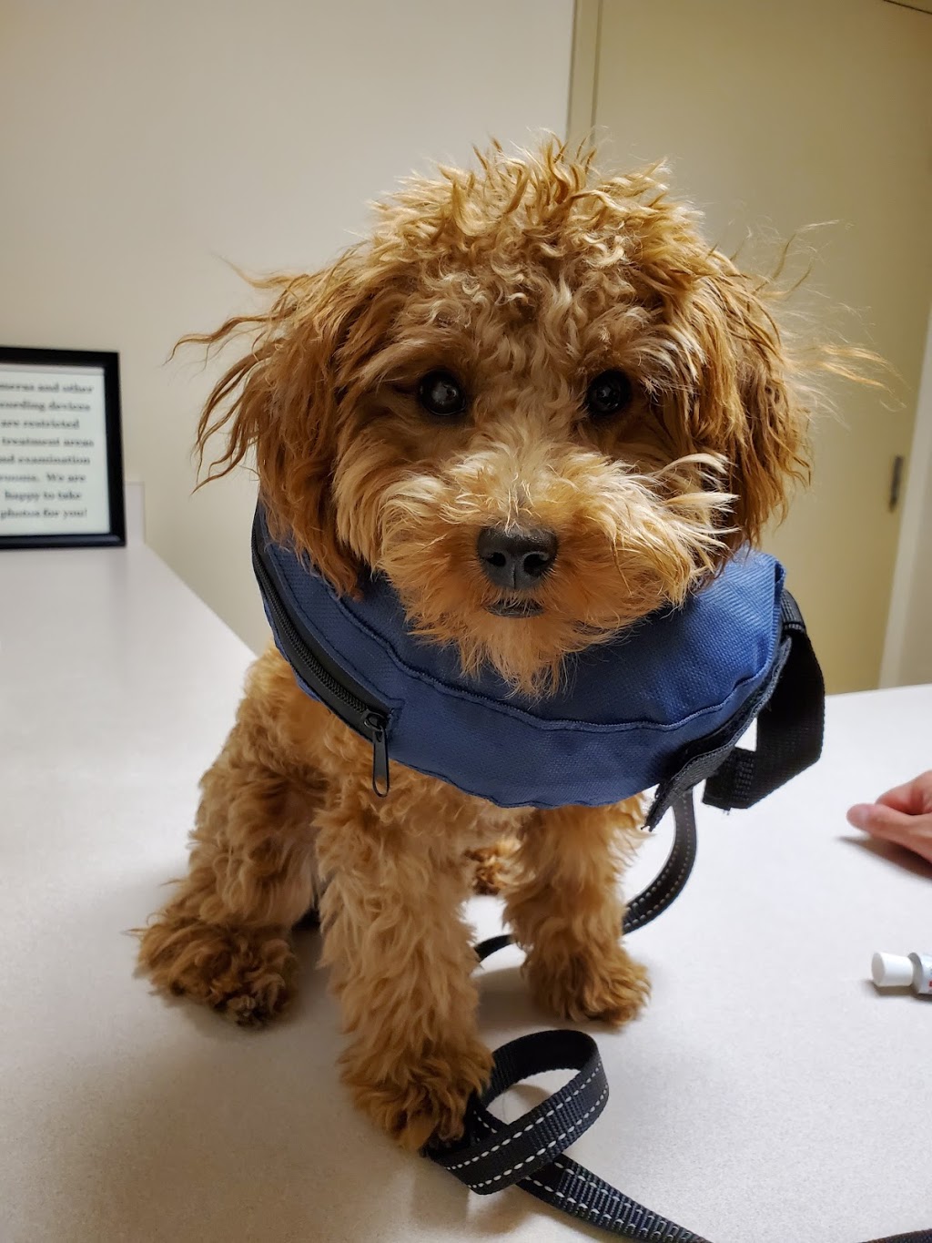 Southglen Veterinary Hospital | 730 St Annes Rd, Winnipeg, MB R2N 0A2, Canada | Phone: (204) 452-0077