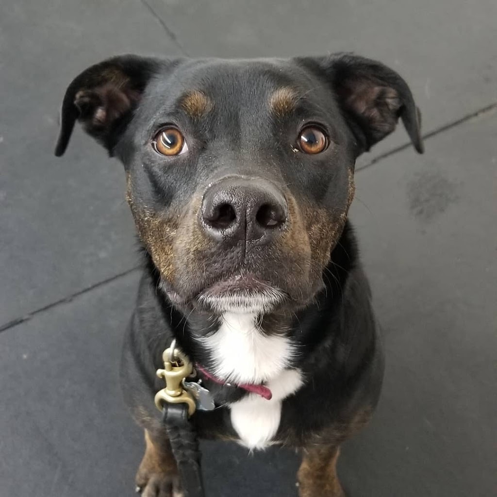 McCann Professional Dog Trainers | Brock Road, Hamilton, ON L9H 5E4, Canada | Phone: (905) 659-1888