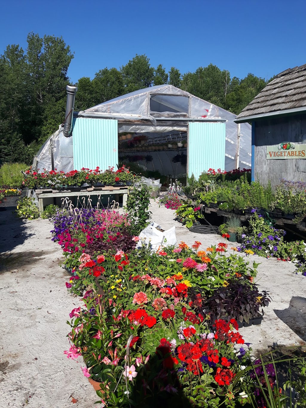 Thomas Greenhouses | 9633 Morning Glory Rd, Pefferlaw, ON L0E 1N0, Canada | Phone: (705) 437-2396