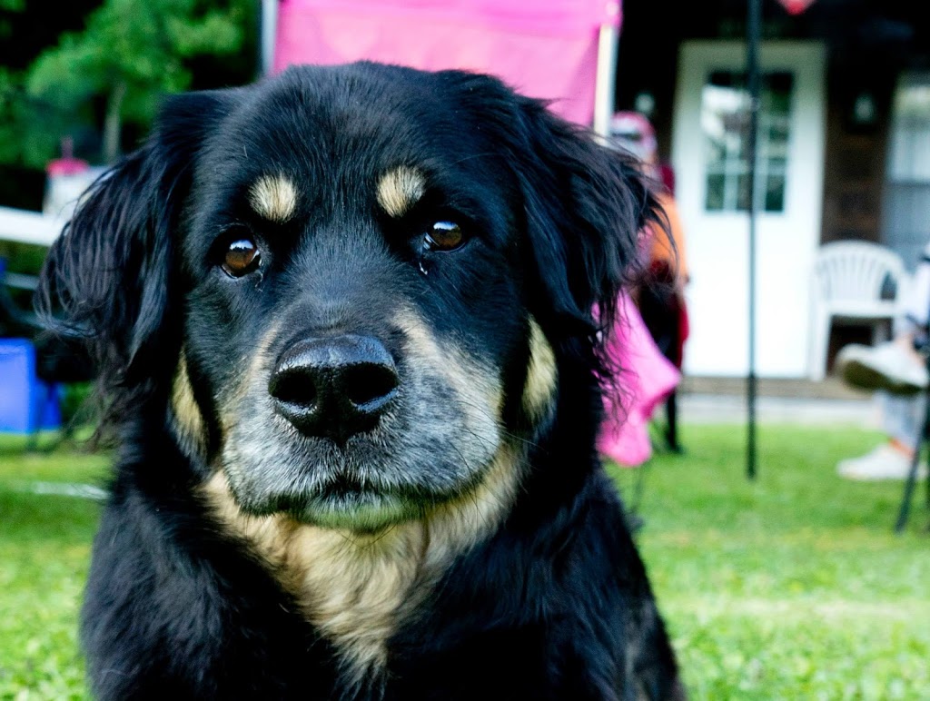 Pet Valu | 235 Guelph St, Georgetown, ON L7G 4A8, Canada | Phone: (905) 873-7407