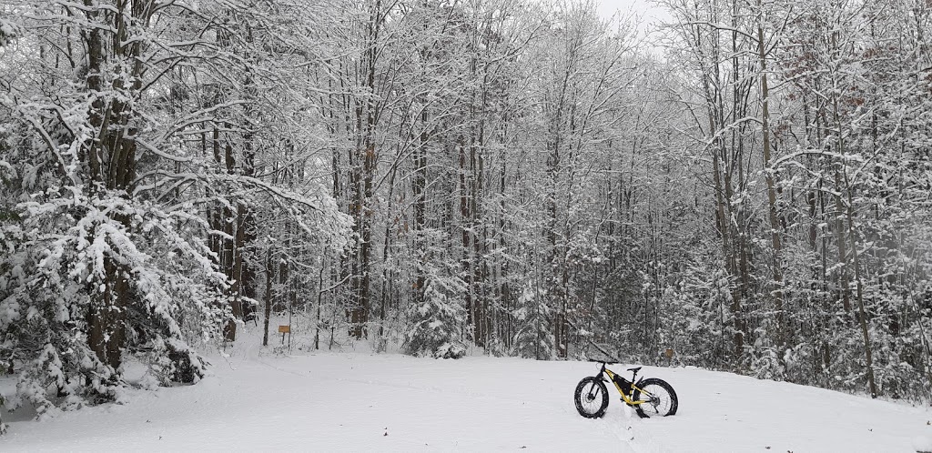 Twilight Forest | 4097 Aurora Rd, Whitchurch-Stouffville, ON L4A 2R2, Canada | Phone: (289) 995-0311