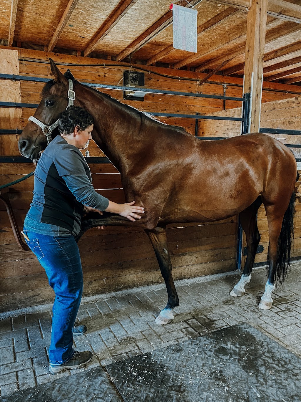 Équi-Libre Équin | 349 Rang du Petit-Coteau, Verchères, QC J0L 2R0, Canada | Phone: (438) 498-3669