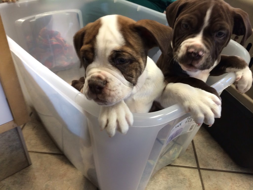 Chemainus Animal Hospital Ltd | 9830 Croft St, Chemainus, BC V0R 1K1, Canada | Phone: (250) 246-1222