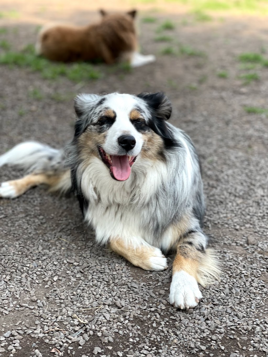 The Second Pup | 7030 2 Ave SW, Edmonton, AB T6X 1A3, Canada | Phone: (780) 708-5486