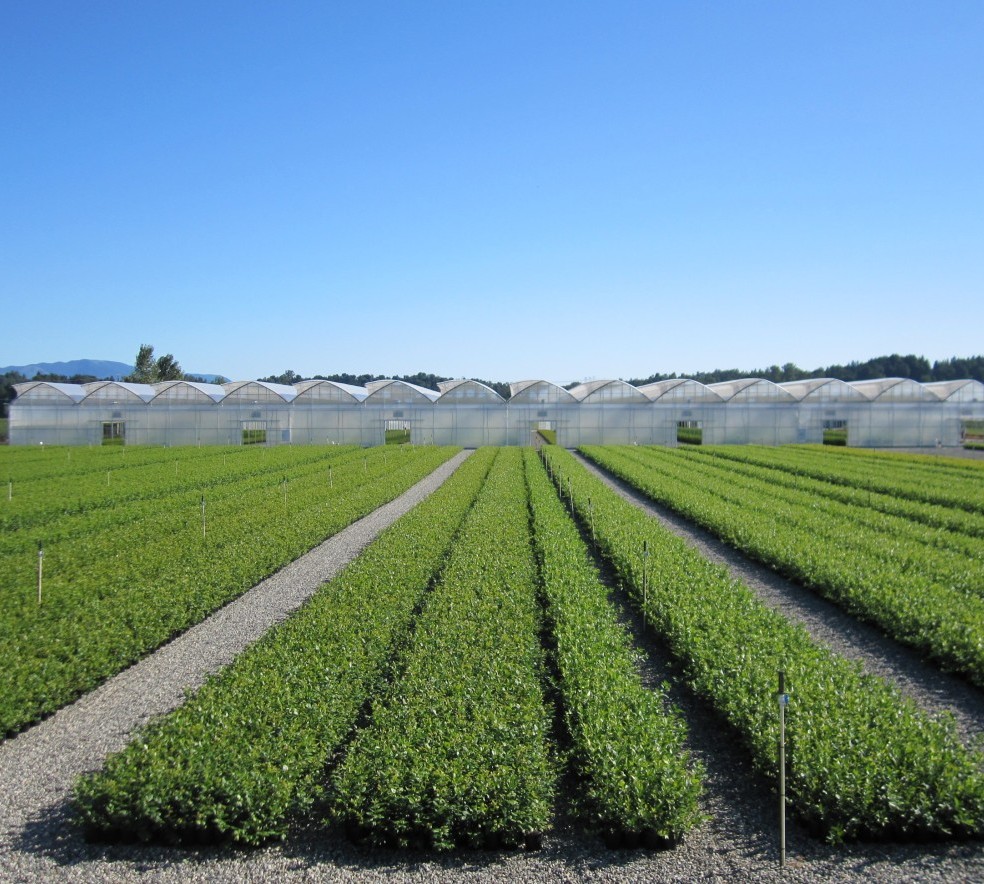 Sidhu Growers | 32787 Townshipline Rd, Abbotsford, BC V4X 1W5, Canada | Phone: (604) 853-1775