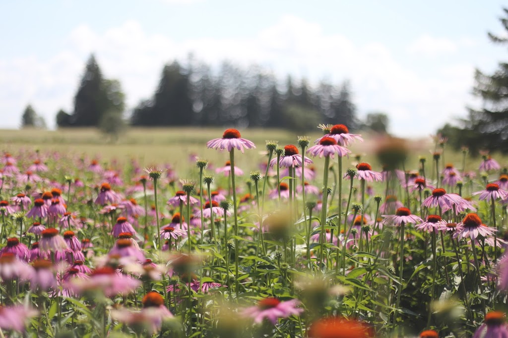 Rebel Roots Herb Farm | 232681 Concession Rd 2 WGR, Durham, ON N0G 1R0, Canada | Phone: (519) 369-7235