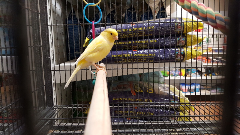 Pets West | 220, 777 Royal Oak Dr, Victoria, BC V8X 4V1, Canada | Phone: (250) 744-1779
