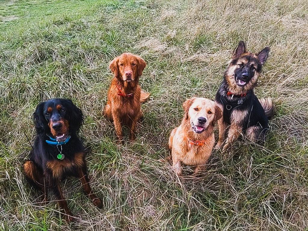 Mission Pawsable Dog Hiking | 1070 River Rd, Victoria, BC V9B 6K2, Canada | Phone: (250) 710-9856