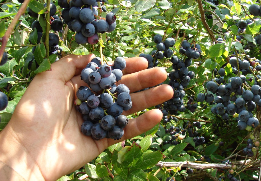 Bleuetière et fraisière, Ferme G. Desmarais | 190 Rang du Chenal Tardif, Pierreville, QC J0G 1J0, Canada | Phone: (450) 568-5200