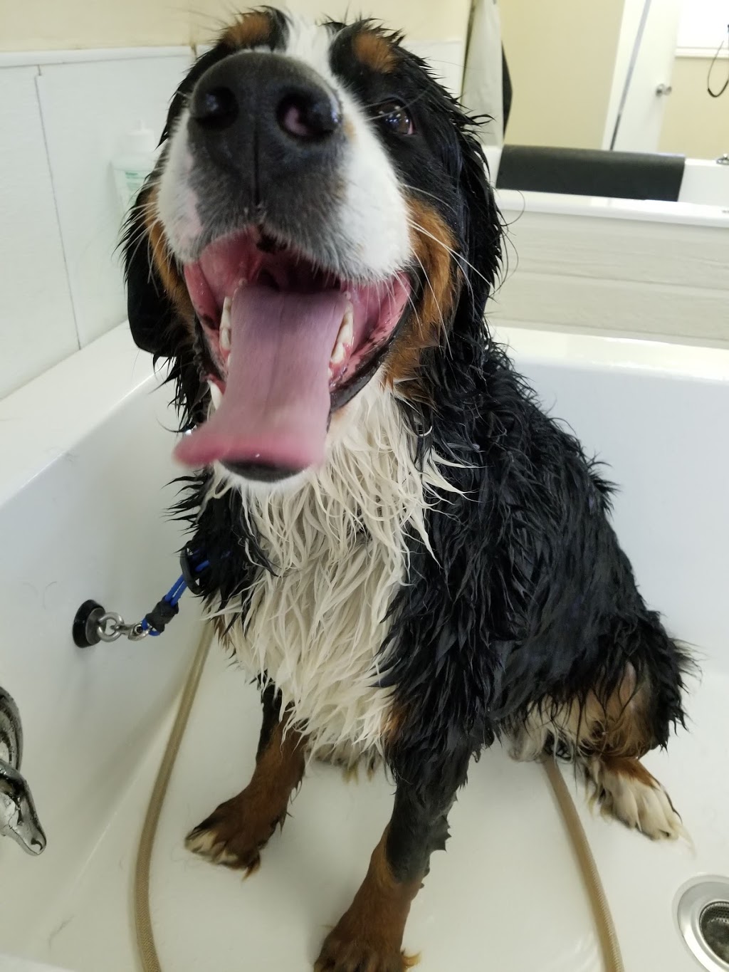 Paws in The Bath Dog Grooming | 1100 Gorham St #21, Newmarket, ON L3Y 8Y8, Canada | Phone: (905) 235-7227
