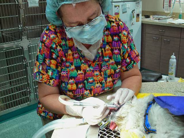 Best Friends Animal Hospital | 100-2355 McGillivray Blvd., Winnipeg, MB R3Y 0A1, Canada | Phone: (204) 269-4451