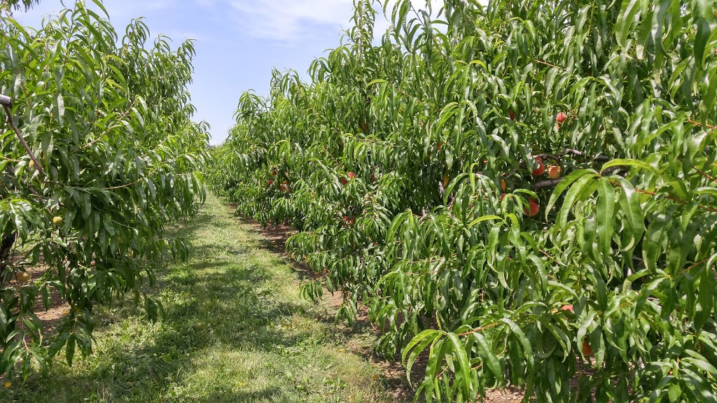 Pardos Berrie Farm | 7951 Talbot Trail, Blenheim, ON N0P 1A0, Canada | Phone: (519) 676-2008