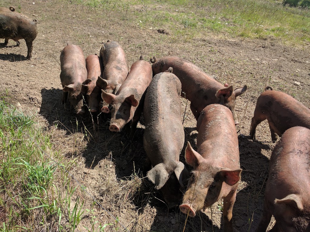 Wiseacres Organic Farm | 2029 Centreville Rd #1809, Centreville, ON K0K 1N0, Canada | Phone: (613) 378-2583
