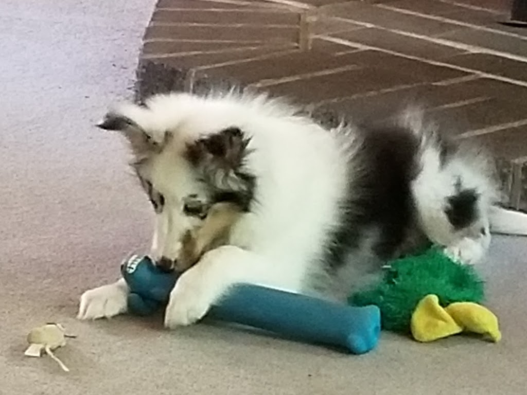 Sunnyseas Shelties | 138 Common St, Liverpool, NS B0T 1K0, Canada | Phone: (902) 354-5911