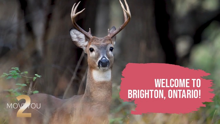 TwoMoveYou Real Estate Century 21 Brighton | 6 Ironwood Cresent, Brighton, ON K0K 1H0, Canada | Phone: (647) 697-7413