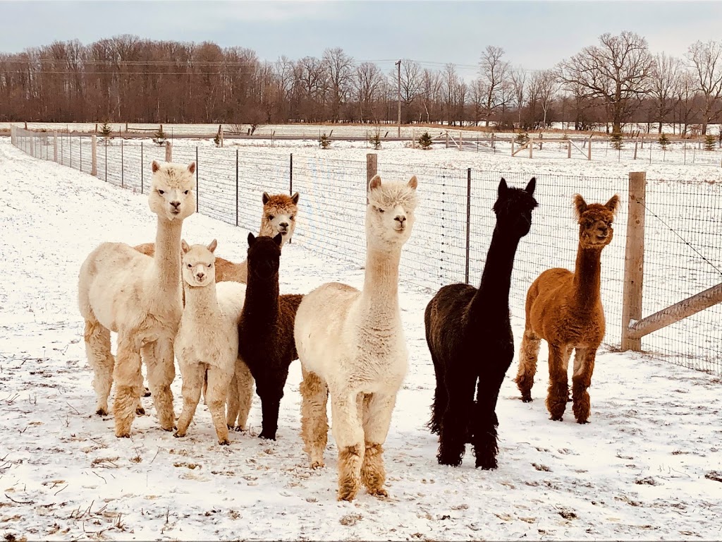 Copper Line Alpacas | 4835 Appleton Side Rd, Almonte, ON K0A 1A0, Canada | Phone: (613) 793-6000