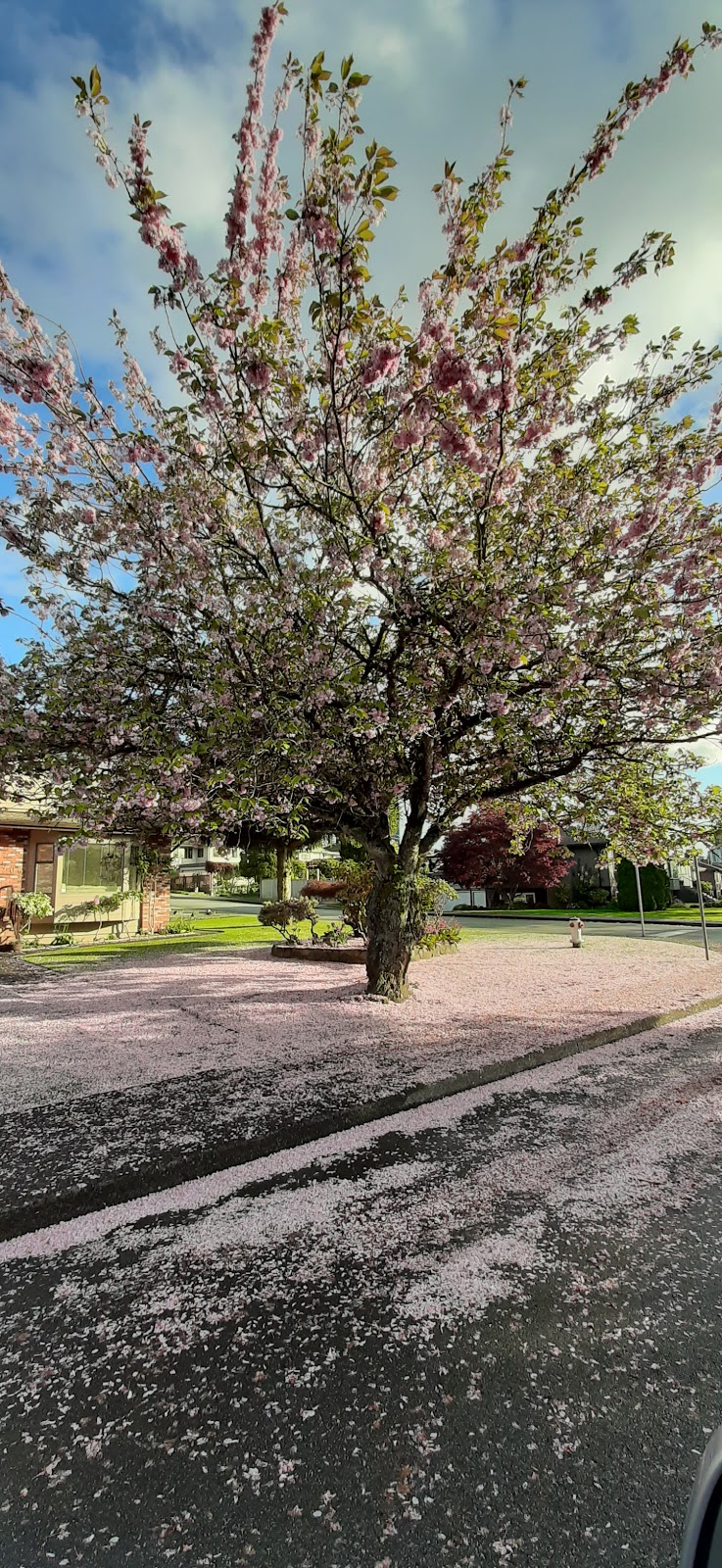 Brentwood Park | 4688 Midlawn Dr, Burnaby, BC V5C 3P8, Canada | Phone: (604) 294-7450