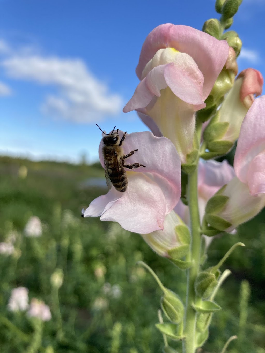 Florestia Ferme Florale | 505 Rang dOrvilliers, Sainte-Anne-de-la-Pérade, QC G0X 2J0, Canada | Phone: (819) 979-1066