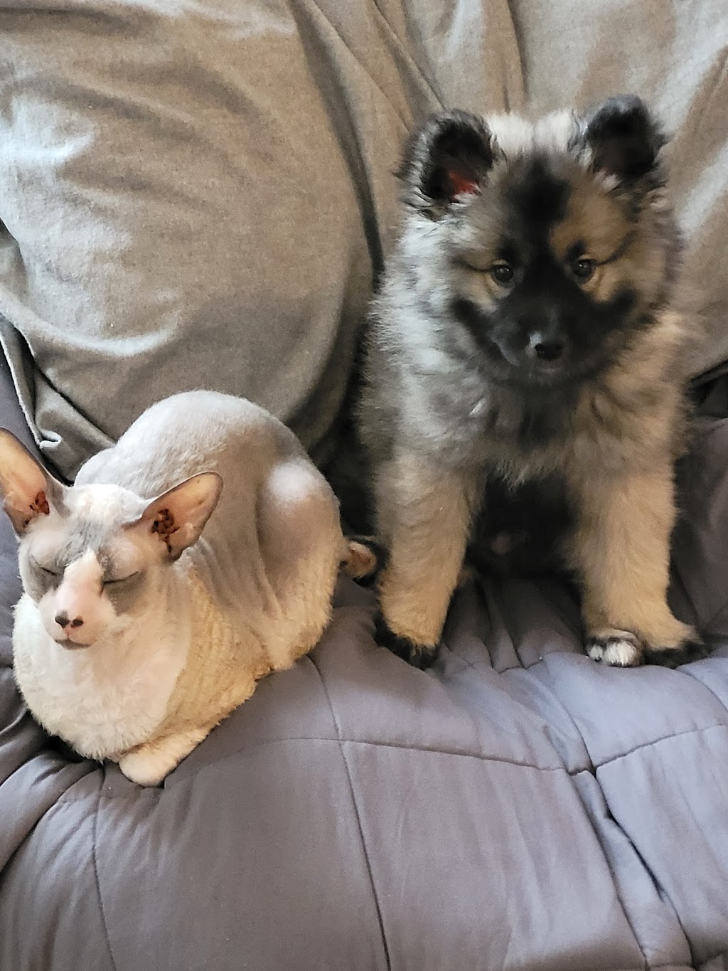 Sweet Home Keeshond | 591 6e rang, Saint-Rosaire, QC G0Z 1K0, Canada | Phone: (819) 350-9082