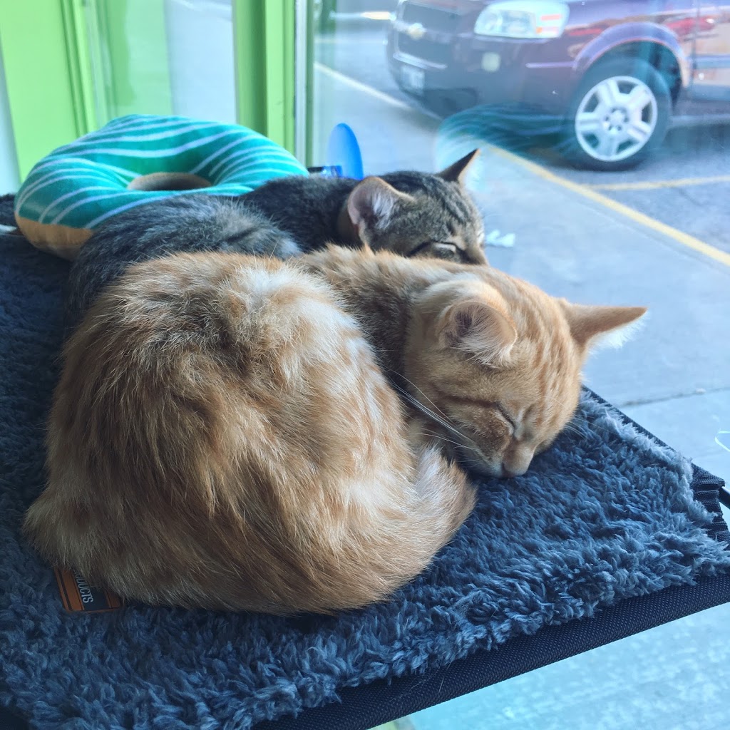 Toe Beans Cat Cafe | cafe | 119 Peter St, Port Hope, ON L1A 1C5, Canada | 9058001050 OR +1 905-800-1050