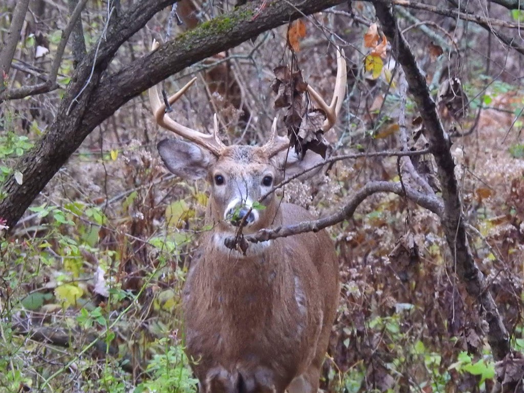 Reinstein Woods Nature Preserve | 93 Honorine Dr, Depew, NY 14043, USA | Phone: (716) 683-5959