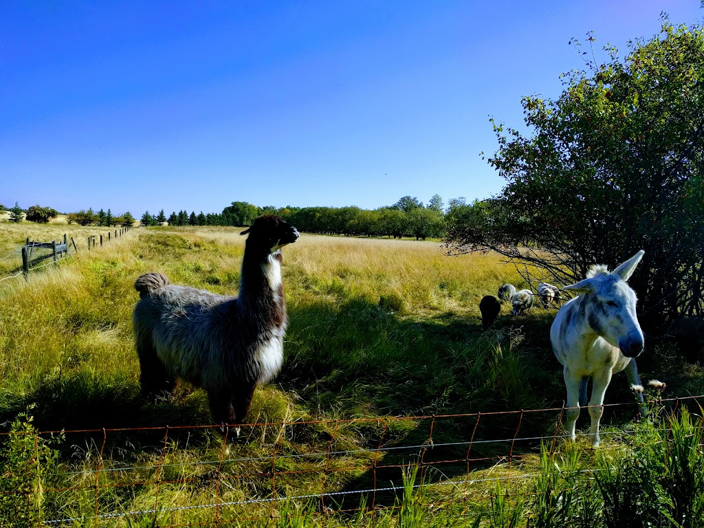 Sprout Farms Apple Orchards | 56307 Lily Lake Rd, Bon Accord, AB T0A 0K0, Canada | Phone: (780) 921-3460