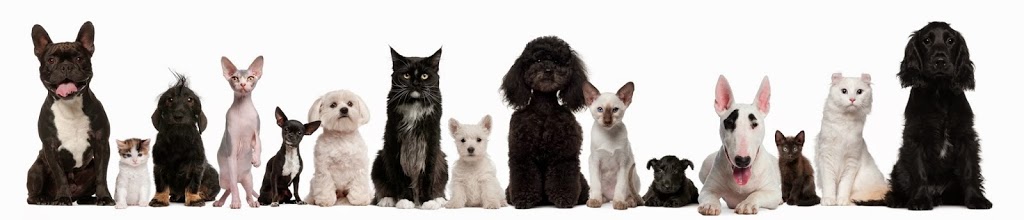 Oxford County Veterinary Clinic | 570 Ingersoll Ave, Woodstock, ON N4S 4Y2, Canada | Phone: (519) 290-9400