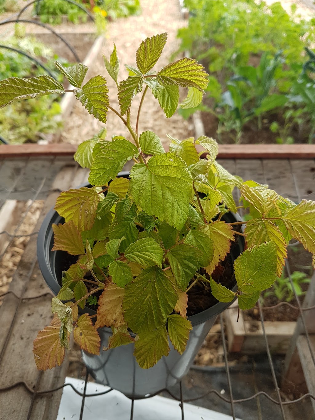 Moondance Organic Gardens | 8463 Line 5, Angus, ON L0M, Canada | Phone: (705) 719-8705