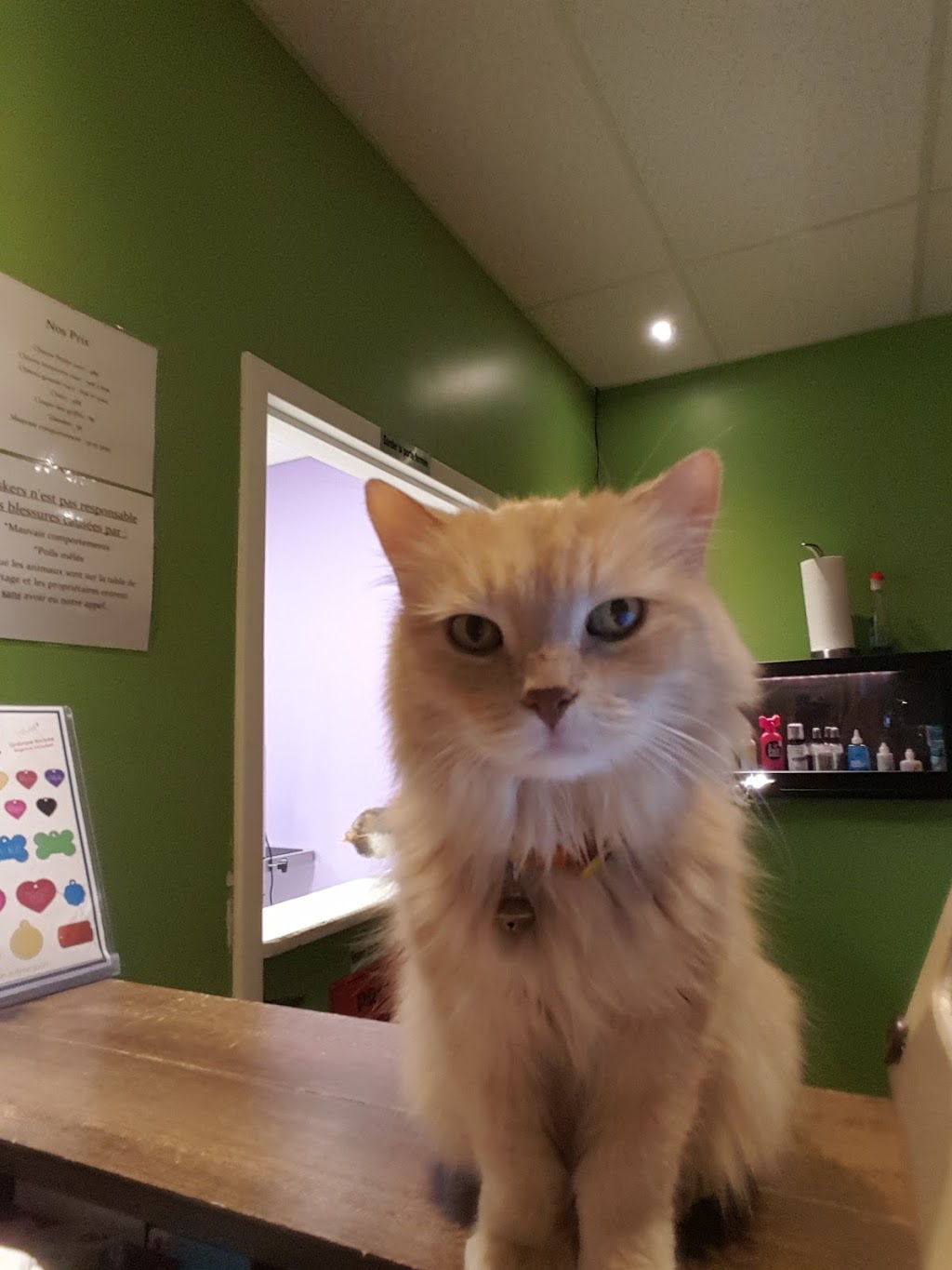 Toilettage Whiskers | 2765 Bd des Oiseaux, Laval, QC H7L 4S9, Canada | Phone: (450) 624-0888